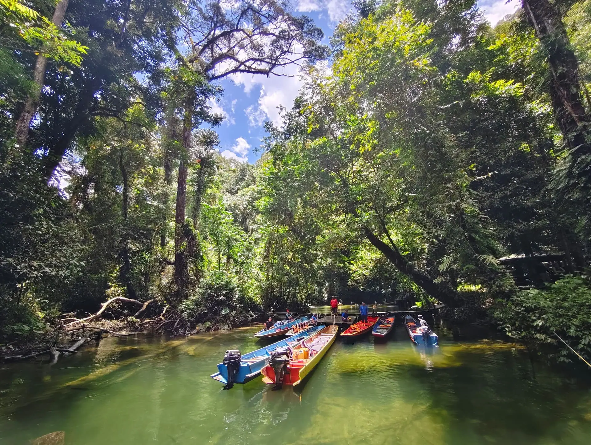 Sarawak Borneo Rainforest